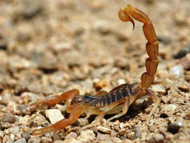 alacran_vga