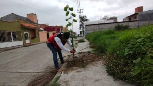 arborizacion-lomas-de-sta-maria-2