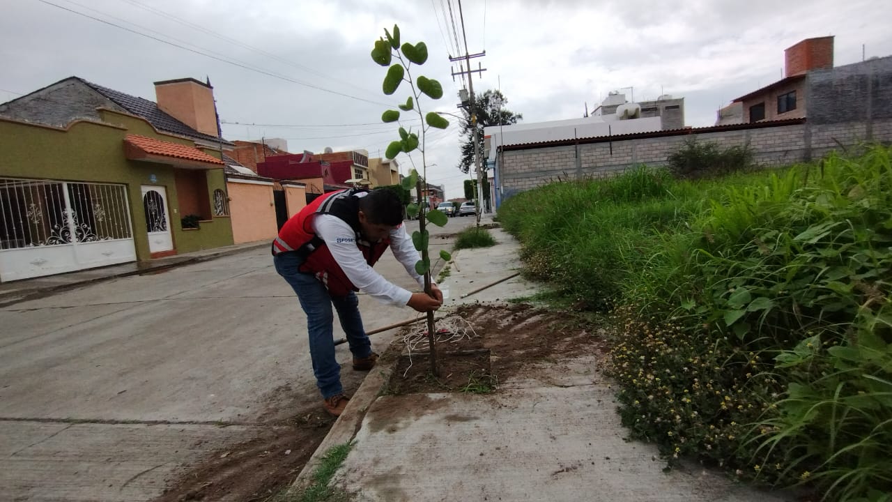 arborizacion-lomas-de-sta-maria-2